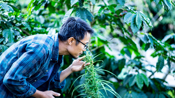 Unleashing Nature's Bounty: How Biostimulants like Humic Acid and Amino Acids Elevate Terpene Profiles