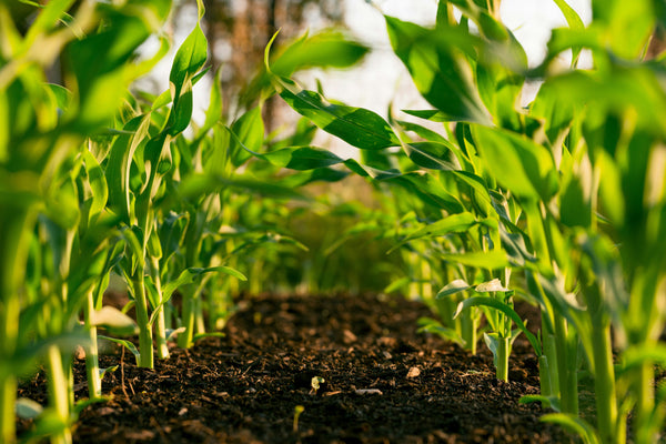 How to Improve Soil Health Naturally: Microbes, Compost, and Living Soil