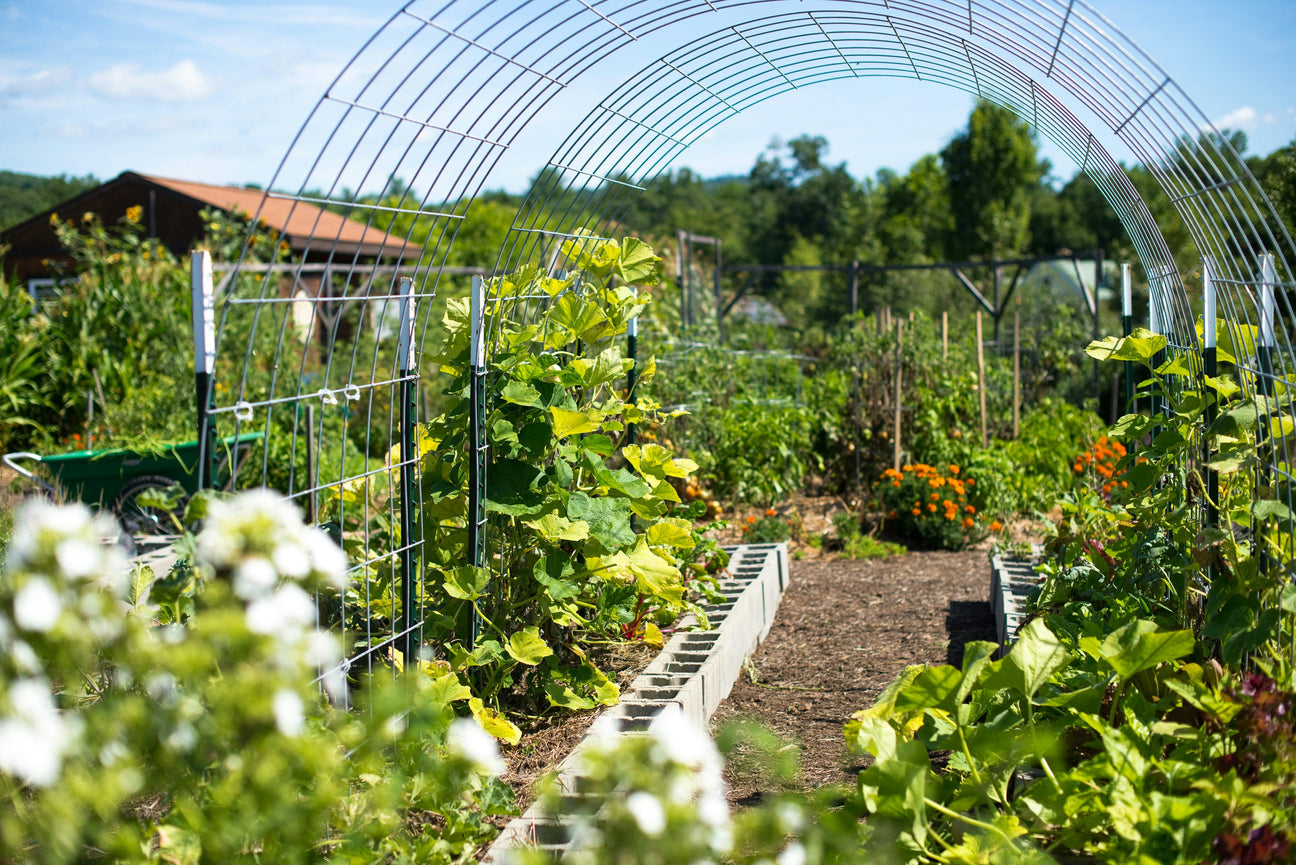 Best Fertilizer for Vegetable Gardens: Organic, Liquid, or Water-Soluble?