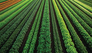 Agriculture & Specialty Agriculture